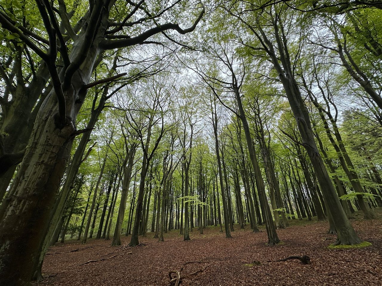 In Sherwood Forest